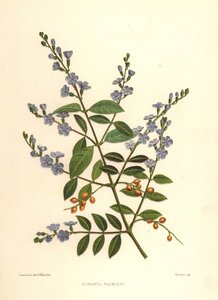 الندى الذهبي ، توت الحمام أو زهرة السماء ، Duranta erecta (Duranta plumieri)